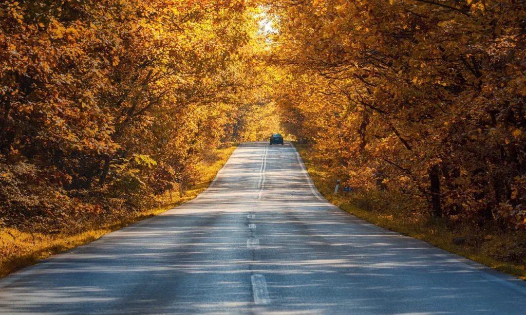 Straße im Wald im Herbst
