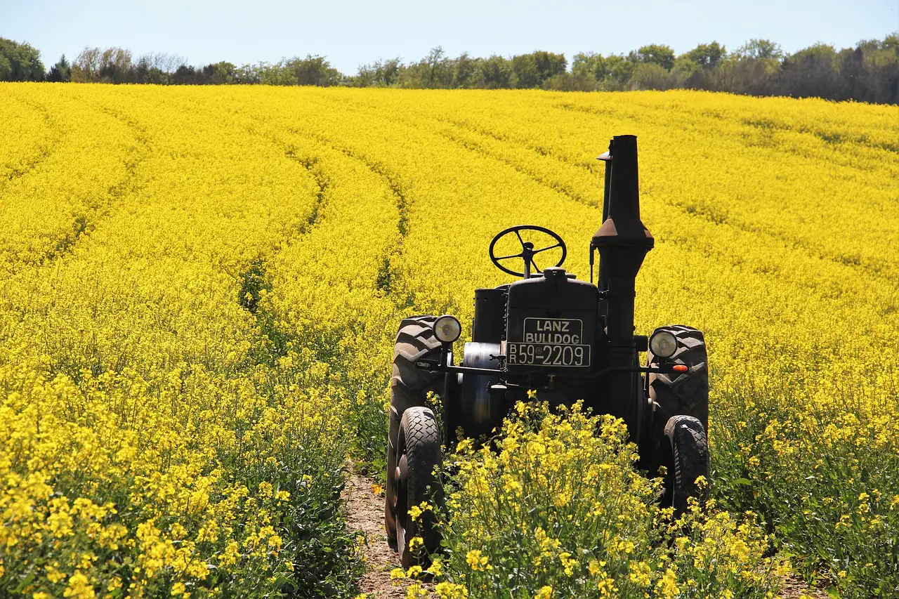 alter Traktor im Rapsfeld